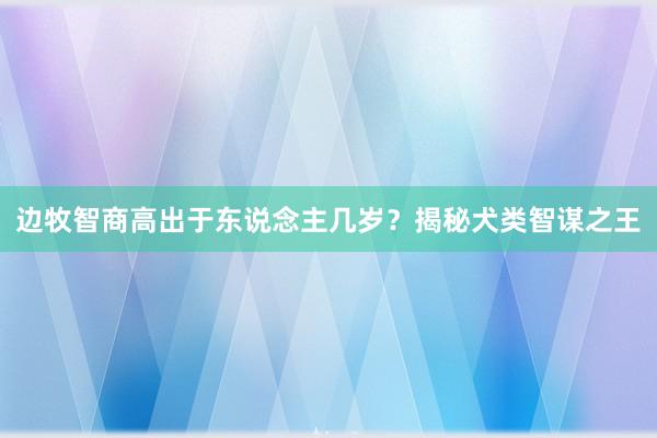 边牧智商高出于东说念主几岁？揭秘犬类智谋之王
